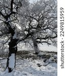 Small photo of Skeletal trees in snowy fields near Abridge, Essex, England