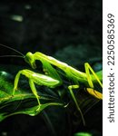 Small photo of The praying mantis or kung fu mantis is beautiful but cannibalistic