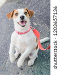 Small Breed Dog Jack Russell