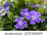 Vinca major or Greater periwinkle violet flower in the garden design.