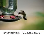 Hummingbird in  North Carolina during the summer