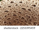 Texture Of Brown Mushroom Cap.  ...