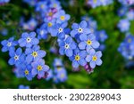 The blue flowers forget me not...