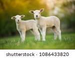 Cute Little Lambs On Fresh...