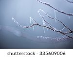 Beautiful frozen tree branch 