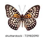 Butterfly Neurosigma Siva...