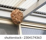 Large wasp nest under the roof