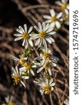 Small photo of Pimelea Daisy-bush (Olearia pimeleoides) is a widely distributed small shrub found in dry, sandy or gravelly soils in Australia; extending from Western Australia to inland New South Wales.
