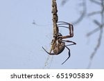 Small photo of Golden Orb-weaving Spider (Nephila edulis).Yanga Conservation Reserve, New South Wales, Australia