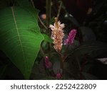 Small photo of Explicit of floral Garden nature