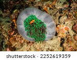 White green anemone and clownfish Nemo, finding nemo, underwater photography