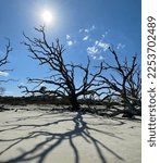 Small photo of Driftwood Island Trees with Unending Shadows