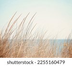 Beach dune grass with the blue...
