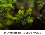 Small photo of a lot of greens. spring backround. branch with sappy green leaves