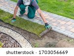 Gardener applying turf rolls in ...