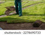 Small photo of Man laying grass turf rolls for new garden lawn