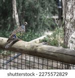 Small photo of Bronzewinged pigeon. Australian bird. Nice colourful feathers. PC: Binay Guchhait