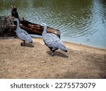 Small photo of Cape Barren Geese. Australian bird. Shot in Moonlit sanctuary. PC: Binay Guchhait