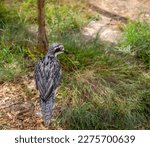 Small photo of Bush stone-curlew, Australian bird, shot in Moonlit Sanctuary. PC: Binay Guchhait