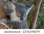 Small photo of Koala. Australian mammal. They sleep 18-20 hours a day. Eat only eucalyptus leavs. PC: Binay Guchhait.