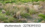 Small photo of Wallaby spotted on road side. At Philip Island Australia. PC: Binay Guchhait