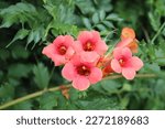 Small photo of Campsis tagliabuana Madame Galen, creeper with red flowers