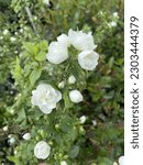 Small photo of Philadelphus 'Manteau d'Hermine', bush with double white blossoms