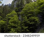 Small photo of Rocky texture rocks in the Alps overgrown with coniferous and deciduous trees. Only the smoothest and steepest stone ledges uncovered by plants