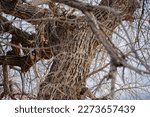 Small photo of Textured Wood in the mangled tree