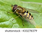 Syrphus vitripennis hoverfly. True fly in the family Syrphidae, showing dark hind femur to differentiate from Syrphus ribesii