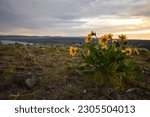 Yellow arrowhead balsam root flowers bloom on the Columbia Plateau.