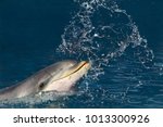 Common Bottlenose Dolphin ...