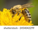 Honey bee  apis mellifera ...