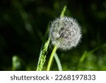 Dandelion Puff Ball With A...