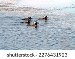 Small photo of Three male and one female hooded mergansers swim in the quicksilver water