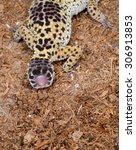 Small photo of leopard gecko regrows tail after autotomy