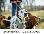 Small photo of Group of dogs on leash with dog walker in the park. Focus is on Dalmatian dog.