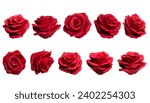 Set of red roses isolated...