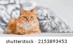 Small photo of Cute ginger cat lying in bed. Fluffy pet comfortably settled to sleep. Cozy home background with copy space.