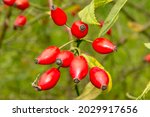 Rosehips Wild Rose Tree And...