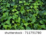 
background of ivy leaves
