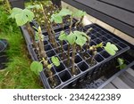 Small photo of Reproduce fig tree by cutting. fig tree with root Cutting of plants and fruit trees