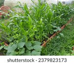 Small photo of association of crops in the vegetable garden. association of corn with beans and pumpkin in a raised bed.