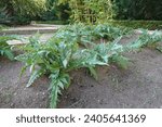 Small photo of artichoke cultivation in soil, artichoke plants growing in soil in a fertilized manner