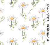 Seamless Pattern With Camomile...