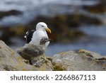 Small photo of An adult Southern black-backed gull or Karoro (Larus dominicanus) feeding a young bird (see the regurgitated fish on the rock), blurred sea background, at Moeraki, in Otago, New Zealand