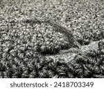 Small photo of gray carpet with a staple indentation