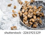 Small photo of Whelk a white goblin seafood