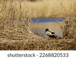 Lonely Duck Sits In Dry Grass...