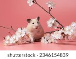 Small beige syrian hamster sits ...